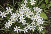 Ornithogalum balansae Akyıldız, Betüllahim Yıldızı Soğanı