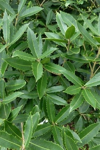 Osmanthus armatus osmantus fidanı