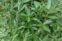 Osmanthus armatus osmantus fidanı
