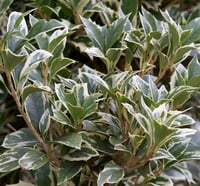 Osmanthus heterophyllus Variegatus alacalı osmantus fidanı