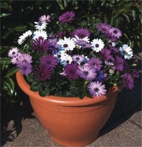 Osteospermum Bodrum Papatyası fidesi