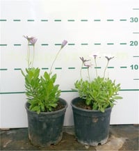 Osteospermum Bodrum Papatyası fidesi