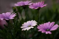 Osteospermum Bodrum Papatyası fidesi