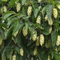 Ostrya carpinifolia Gürgen yapraklı kayacık fidanı