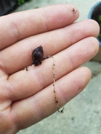 Oxalis tetraphylla Dört yapraklı Süs yoncası fidesi
