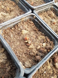 Oxalis triangularis Süs yoncası fidesi