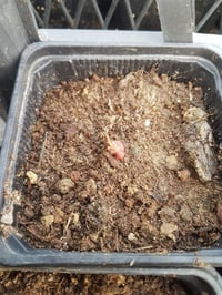Oxalis triangularis Süs yoncası fidesi