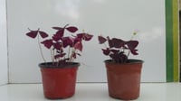 Oxalis triangularis Süs yoncası fidesi