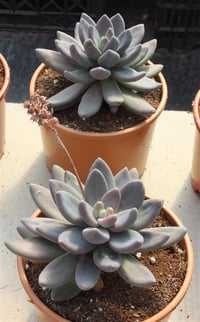 Pachyveria Sukulent