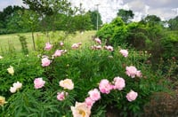 Paeonia lactiflora Yumru, Kokulu Şakayık Sorbet