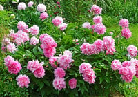 Paeonia lactiflora Yumru Şakayık Alexander Fleming 0-20 cm