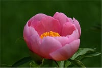 Paeonia lactiflora Yumru Şakayık Cytherea