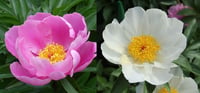 Paeonia lactiflora Yumru Şakayık fidesi 0-20 cm