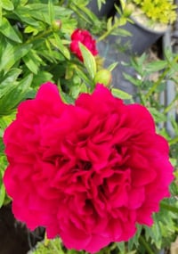 Paeonia lactiflora Yumru Şakayık fidesi 0-20 cm