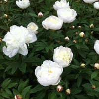 Paeonia lactiflora Yumru Şakayık Immaculee 0-20 cm