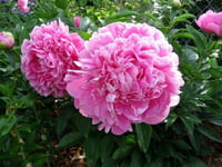 Paeonia lactiflora Yumru Şakayık Jacorma