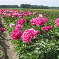 Paeonia lactiflora Yumru Şakayık Jadwiga 0-20 cm