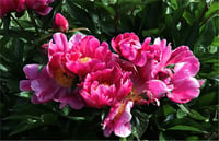 Paeonia lactiflora Yumru Şakayık Paula Fay