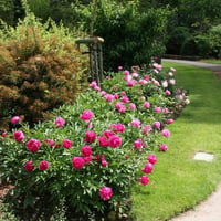 Paeonia lactiflora Yumru Şakayık Rose