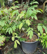 Paeonia suffruticosa Ağaç Şakayık