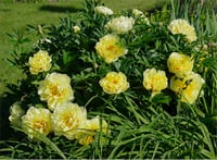 Paeonia suffruticosa Ağaç Şakayık fidanı Bartzella