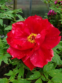 Paeonia suffruticosa Red Kırmızı Ağaç Şakayık fidanı