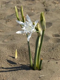 Pancratium maritimumkum zambağı