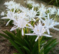 Pancratium maritimumkum zambağı
