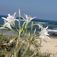 Pancratium maritimumkum zambağı