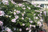 Pandorea jasminoides Pandora Yasemini fidanı