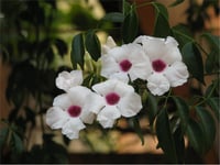 Pandorea jasminoides Pandora Yasemini fidanı