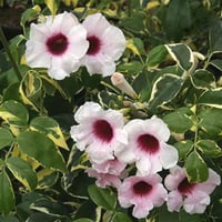 Pandorea jasminoides variegata Pandora Yasemini fidanı