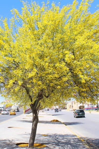 Parkinsonia aculeata Sülün Ağacı Fidanı