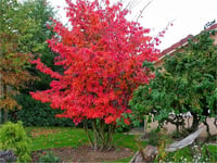 Parrotia persica İran Demir Ağacı fidanı