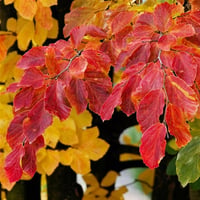 Parrotia persica Persian Spire Alacalı Bodur İran demir ağacı fidanı