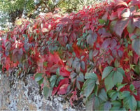 Parthenocissus quinq. ampelopsis Amerikan Sarmaşık fidanı