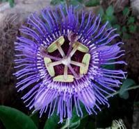 Passiflora caerulea Purple haze Çarkıfelek Saat Çiçeği fidanı