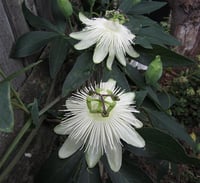 Passiflora riverside snowqueen Çarkıfelek Saat Çiçeği fidanı