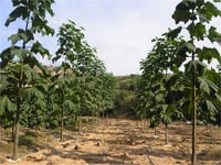 Paulownia tomentosa Kral ağacı Pawlonya Pavlonya fidanı