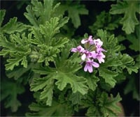Pelargonium graveolens Itır Turna Gagası fidanı