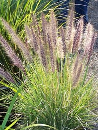 Pennisetum setaceum Pembe Afrika Şelale Çimi fidesi