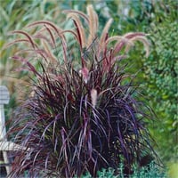 Pennisetum setaceum Rubrum Afrika Şelale Çimi fidesi