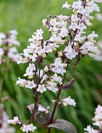 Penstemon digit. Husker Red Sakallı Dil fidanı