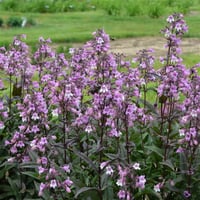 Penstemon Midnight Sakallı Dil fidesi