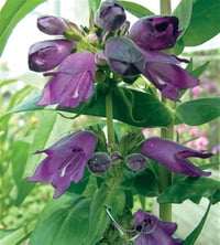 Penstemon Purple Passion Sakallı Dil fidesi
