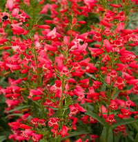 Penstemon Red Riding Hood Sakallı Dil fidanı