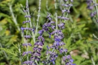 Perovskia atriplicifolia Lacey blue Rus adaçayı fidanı