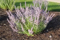 Perovskia atriplicifolia Lacey blue Rus adaçayı fidanı