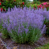 Perovskia atriplicifolia Rus Adaçayı fidanı