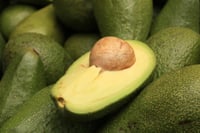 Persea americana Avokado fidanı